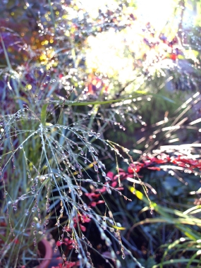 Proso rózgowate (Panicum virgatum) Praire Sky